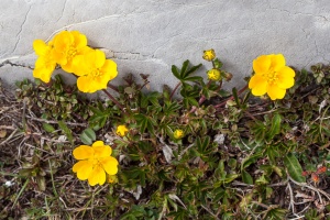 Potentilla pusilla Host