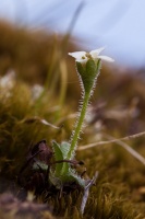 Saxifraga androsacea L.