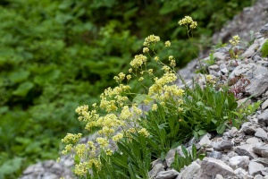 Biscutella laevigata L.