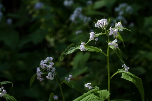 Lunaria rediviva L.