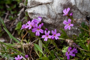 Erinus alpinus L.