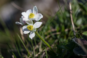 Anemone narcissiflora L.