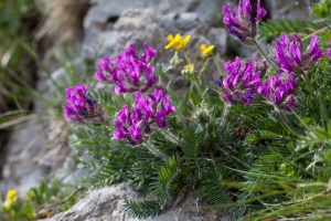 Oxytropis halleri subsp. halleri Koch