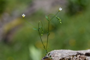 Linum catharticum L.