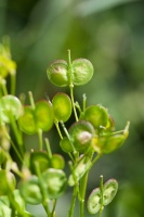 Biscutella laevigata L.