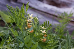 Astragalus frigidus (L.) A.Gray