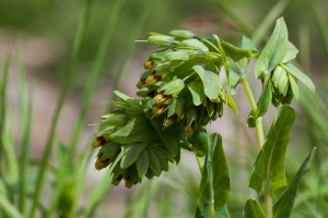 Cerinthe glabra Mill.