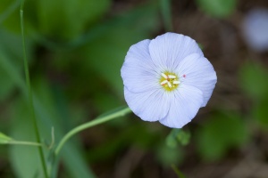 Linum alpinum Jacq.