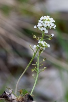 Pritzelago alpina (Sprengel) Greuter & Burdet