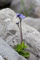 Veronica aphylla L.