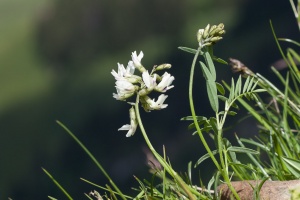 Astragalus australis (L.) Lam.