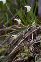 Pinguicula alpina L.