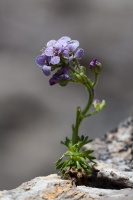 Petrocallis pyrenaica (L.) R.Br.