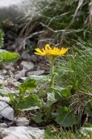 Doronicum grandiflorum Lam.