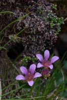 Saxifraga oppositifolia L.