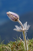 Anemone vernalis L.