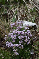 Petrocallis pyrenaica (L.) R.Br.