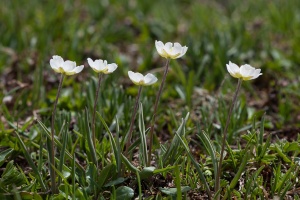 Ranunculus kuepferi Greuter & Burdet