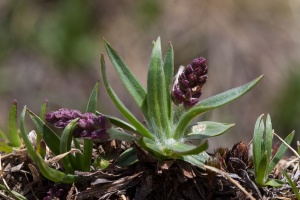 Plantago alpina L.