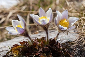 Anemone vernalis L.