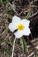 Ranunculus kuepferi Greuter & Burdet