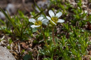 Saxifraga androsacea L.