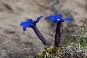 Gentiana brachyphylla Vill.