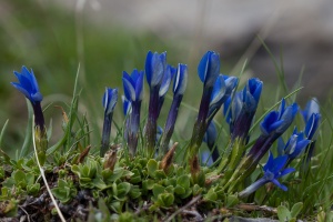 Gentiana brachyphylla Vill.