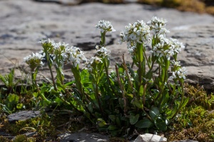 Arabis subcoriacea Gren. ex Nyman