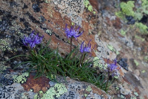 Phyteuma hemisphaericum L.