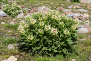Cirsium spinosissimum (L.) Scop.