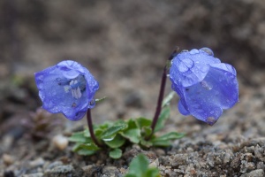 Campanula cochlearifolia Lamarck