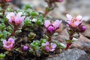 Saxifraga biflora All.