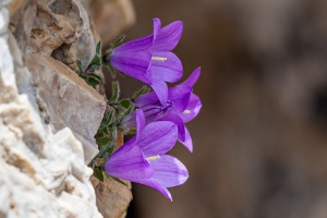 Campanula morettiana Rchb.