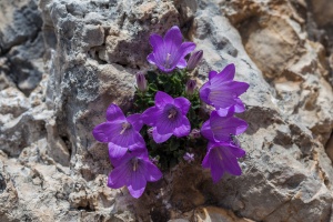 Campanula morettiana Rchb.