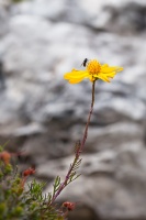 Jacobaea abrotanifolia (L.) Moench