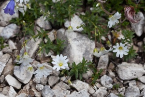 Cerastium alpinum L.