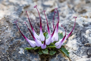 Physoplexis comosa (L.) Schur