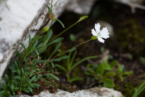 Silene pusilla Waldst. & Kit.