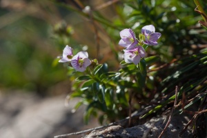 Veronica fruticulosa L.