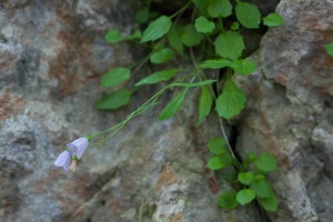 Campanula carnica Schiede ex Mert. & W.D.J.Koch