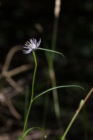 Phyteuma scheuchzeri All.