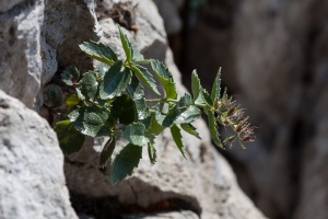 Paederota bonarota (L.) L.