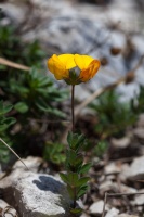 Lotus corniculatus L.