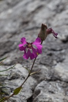 Silene elisabethae Jan