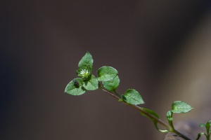 Stellaria media (L.) Vill.