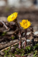 Tussilago farfara L.