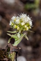 Petasites albus (L.) Gaertn.