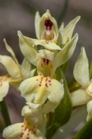 Dactylorhiza sambucina (L.) Soó