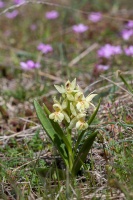 Dactylorhiza sambucina (L.) Soó